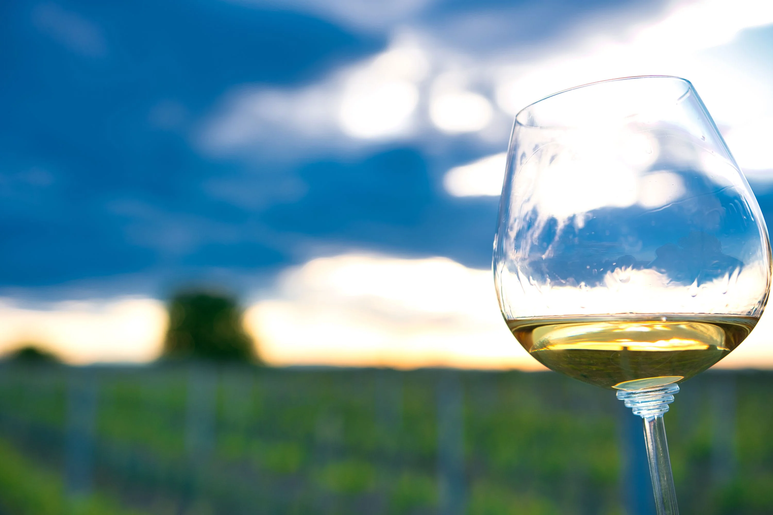 Glas Weißwein im Sonnenuntergang über den Reben am Neusiedler See